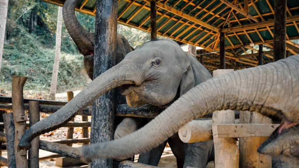 ethical elephant sanctuary in thailand focused on animal welfare