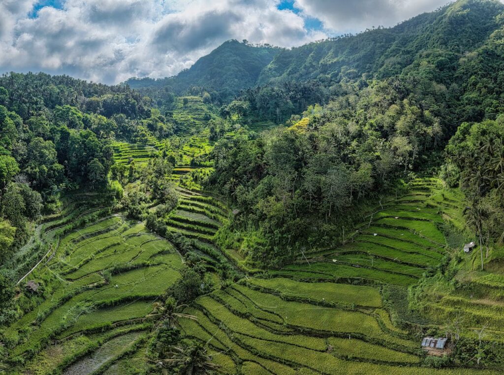 bali rice terraces indonesia tropical green landscape